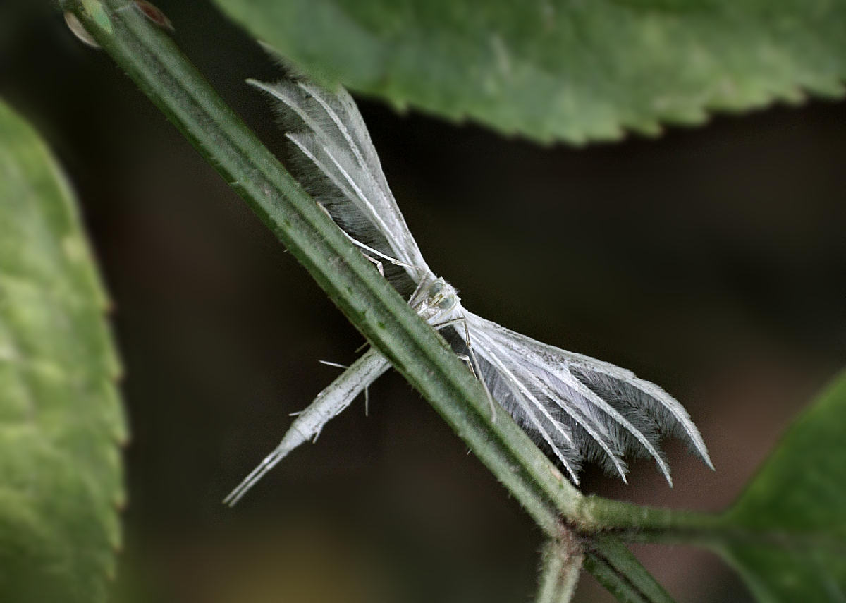 Pterophorus pentadactyla da confermare